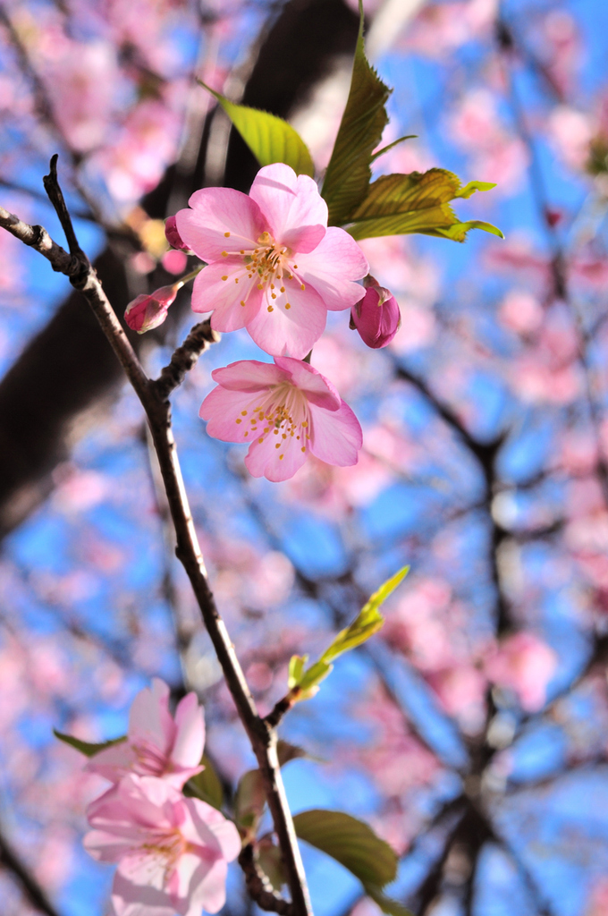 多々戸の桜