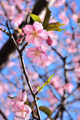 多々戸の桜