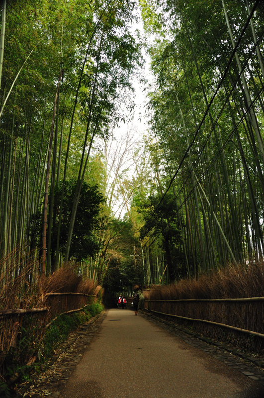 嵯峨路の竹林