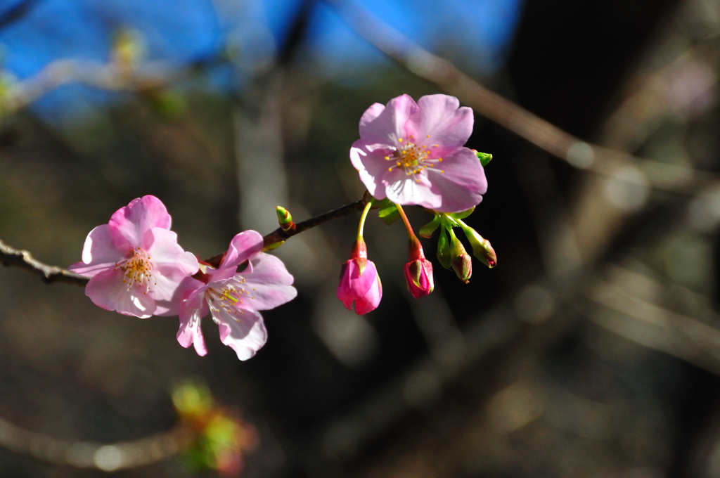 今年はじめての桜