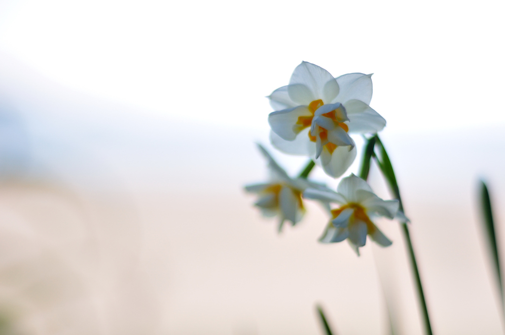 春の花