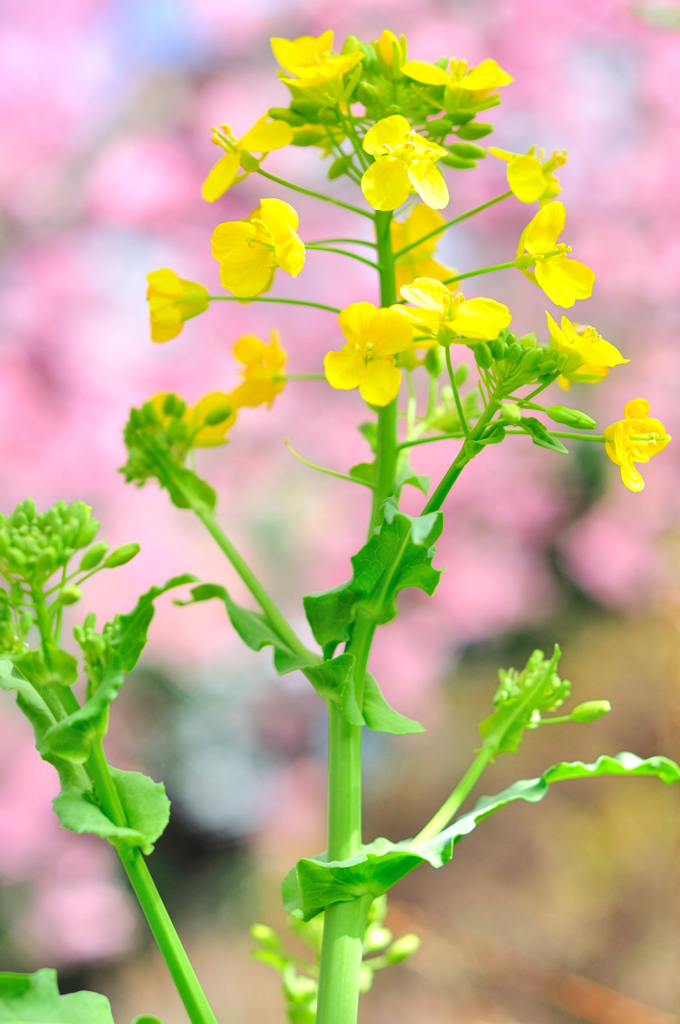 春の花