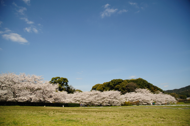 春だけの風景