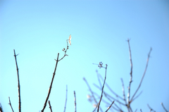 枝の先の小さな花