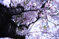 太い幹から小さな花びら