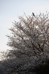 桜とカラス