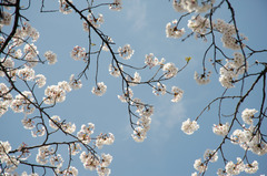 空に桜を