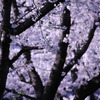 桜の回想