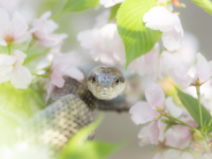 蛇桜