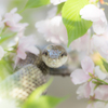 蛇桜