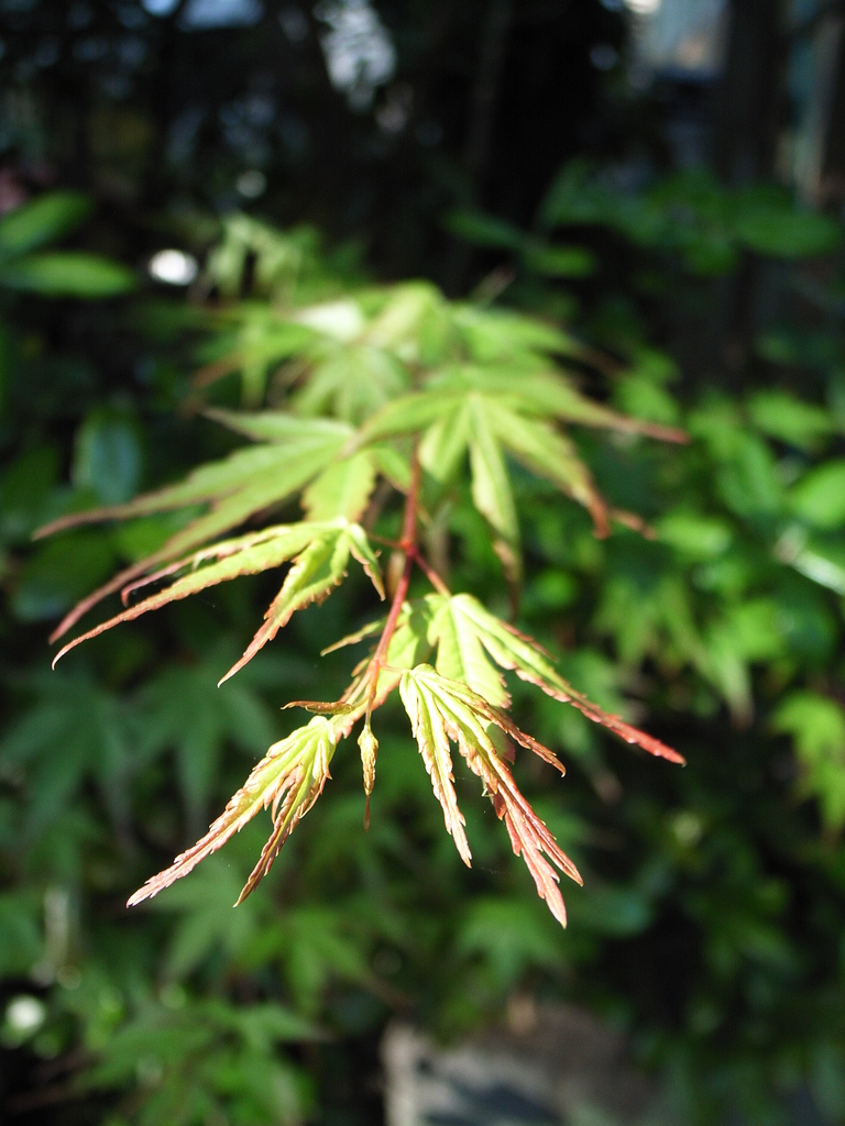 Pre紅葉