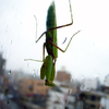 カマキリ