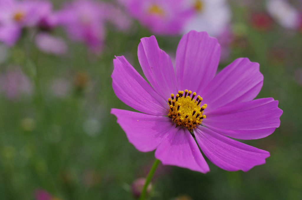 IMGP3398