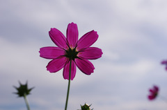 IMGP3272