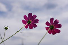 IMGP3274