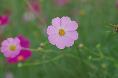 IMGP3956
