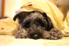 炬燵犬