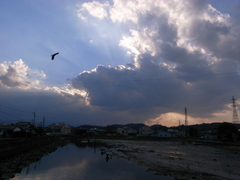 鳥と空