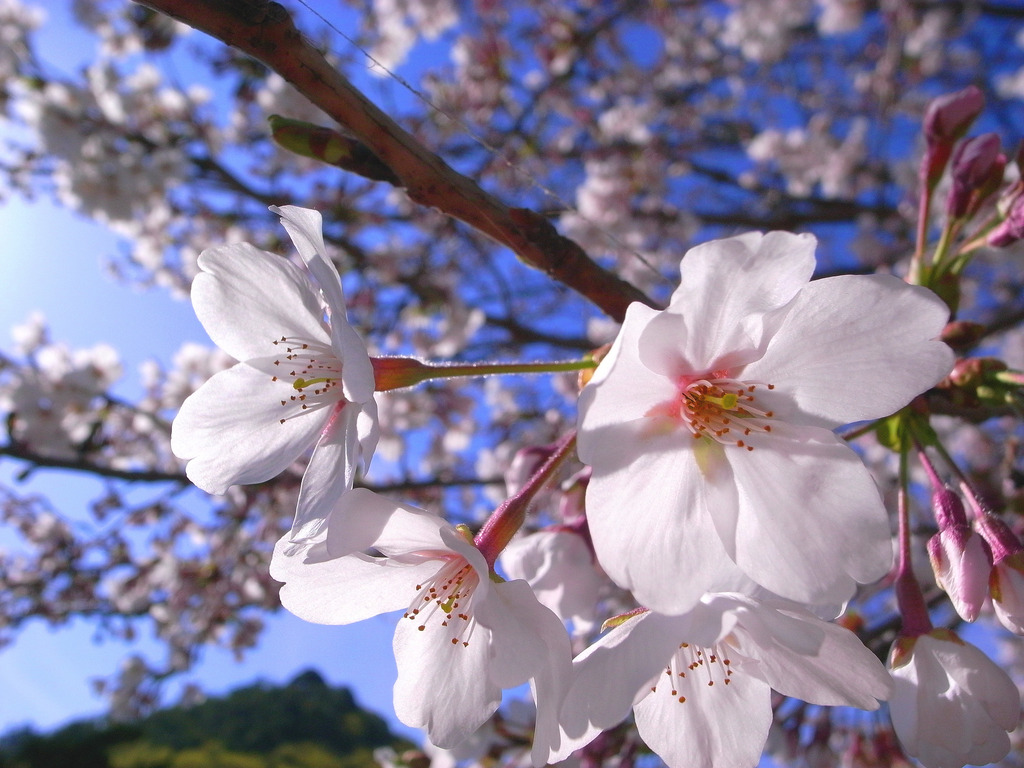 桜