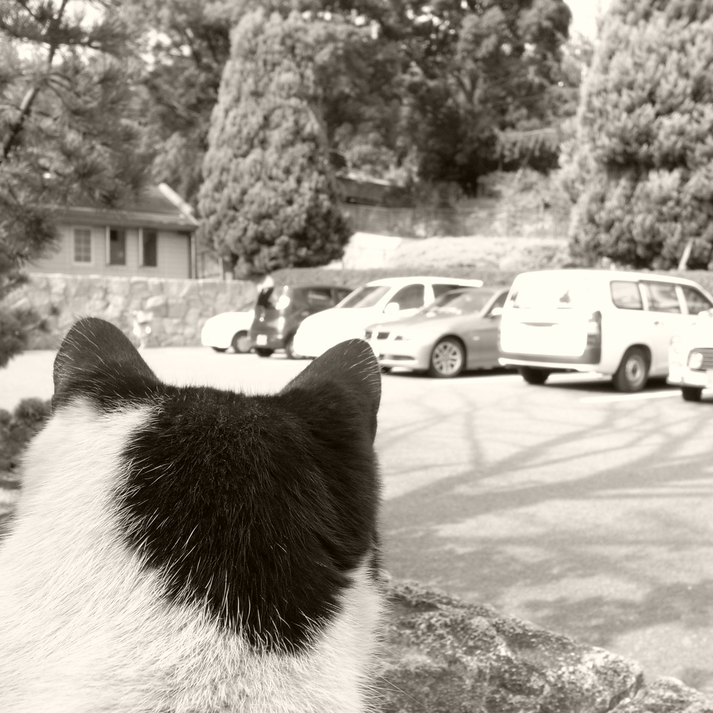 なにを見る猫ぞ