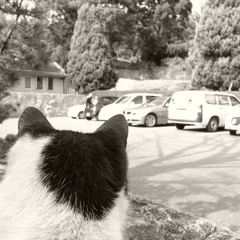 なにを見る猫ぞ
