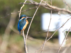 初カワセミ