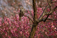 梅林と鳥