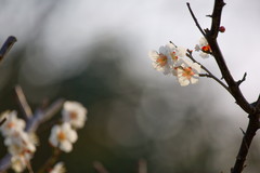 梅林-1