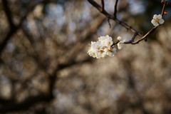 梅林-2