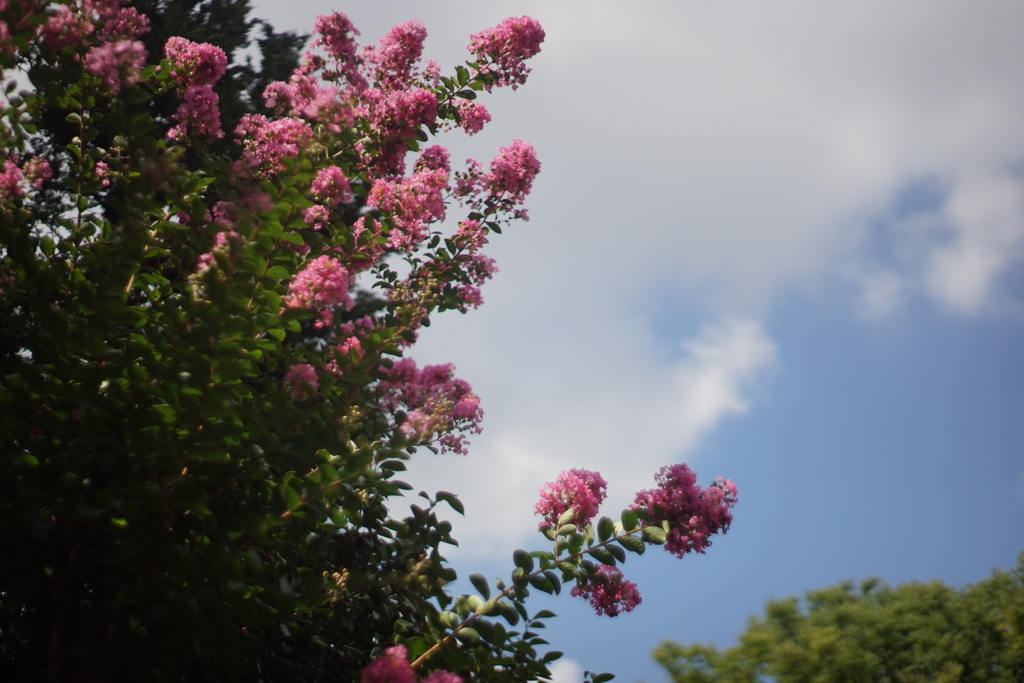 DSC00097