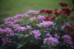 DSC00186
