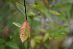DSC00361