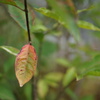 DSC00361