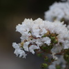 DSC00193