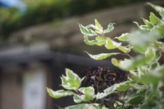 DSC00089