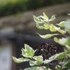 DSC00089