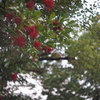 DSC00542