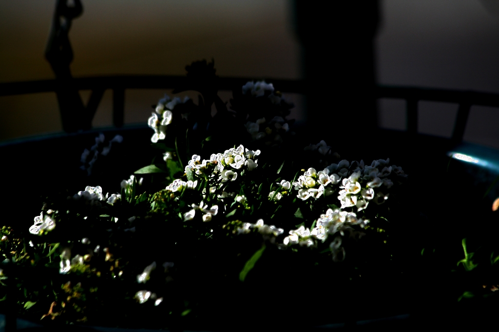 night flower