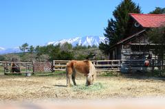 小岩井農場牧場園より♪