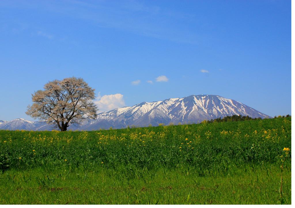 一本桜と岩手山より♪