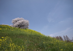 桜の丘