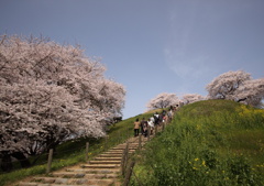 まんかい桜2010