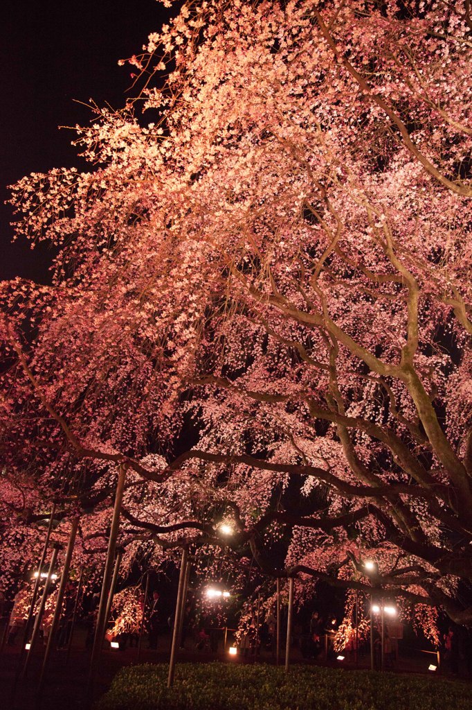 桜_T_IMG_4906_5D