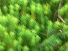 奥駆け道・弥山