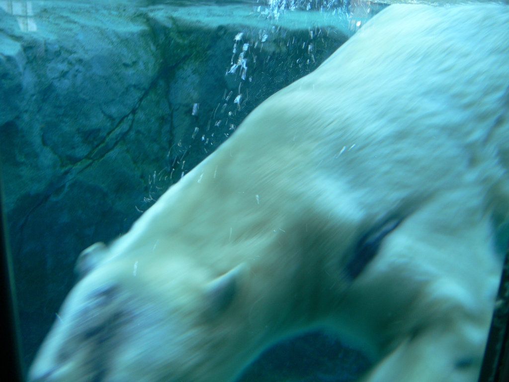 zoo10