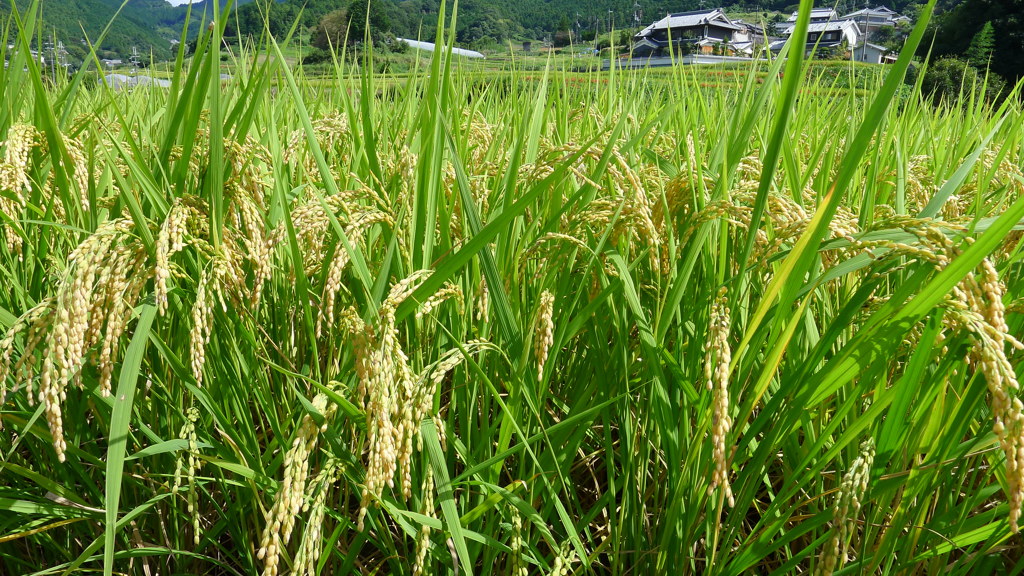 稲渕の棚田（奈良県明日香村）