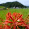 稲渕の棚田（奈良県明日香村）