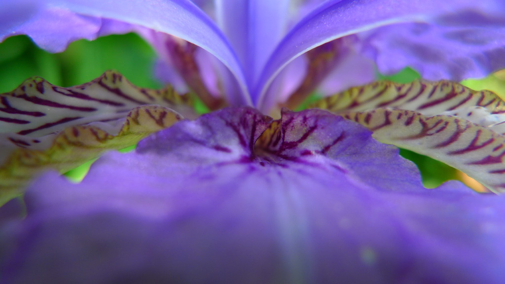 裏庭の花たち