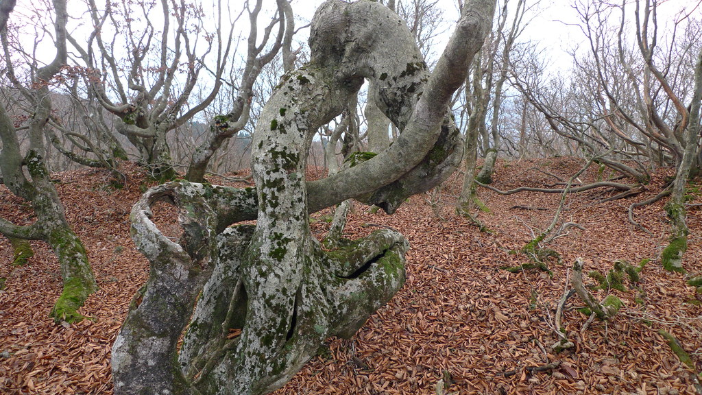 高島トレイル