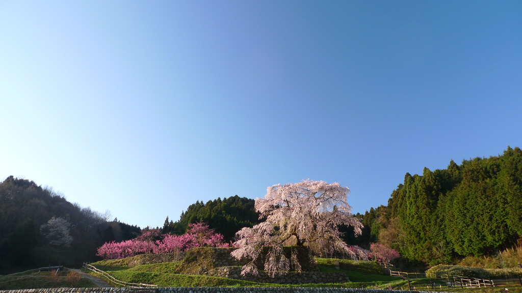 又兵衛桜